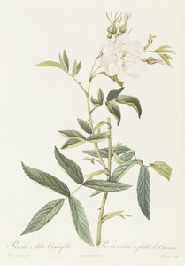 Rosa Alba Cimbaefolia von Pierre Joseph Redouté